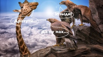 Интересные факты об орлах