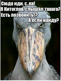 Поразительные птичьи клювы