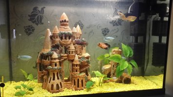 Пару раз в год анубиас цветет.