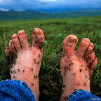 Главное не забыть репелленты!!! Иначе отдыху пипец!