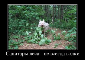 Как жители Амазонки защищают собственные леса