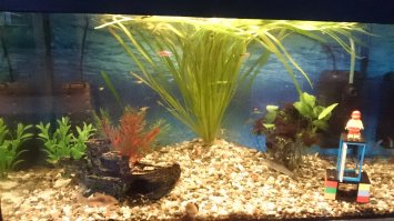 Что и как растёт в аквариуме?