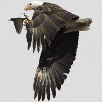 Интересные факты об орлах