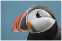 Поразительные птичьи клювы