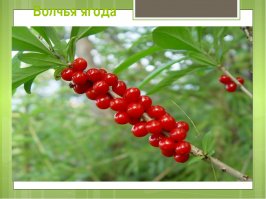 или вот кустики с ягодками посадить.