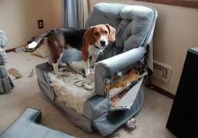 Все что смог только натоптал на полу ,а как же мебель..?Какой-то неправильный собакен.