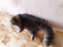 А наш куда дошел, там и упал)))