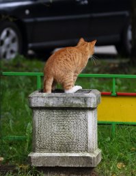 Но самые интеллигентные коты - в Петербурге