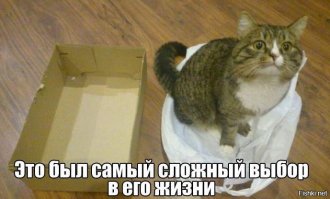 Кошки и коробки: им нельзя друг без друга!