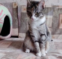 котэ одобряет :)