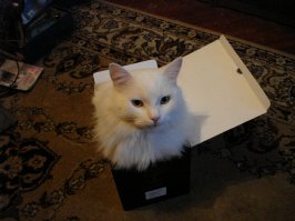 наша иглу ))))