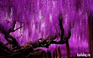 Взаимодействие природы и фотографии