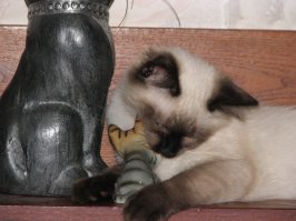 Мой невский маскарадный, вернее новая порода: невский бандитский.