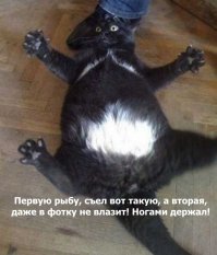 Бедные, голодающие коты Балаклавы