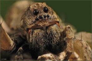 Этот канадский отель со сферическими домиками предлагает вам спать на деревьях