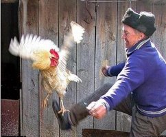 Такой петух сам из кого угодно бульон сварит!