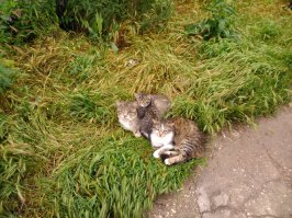 Смешные картинки кошек(22 фото)