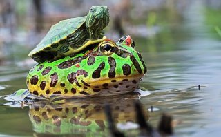 Наглая лягушка прокатилась на спине крокодила