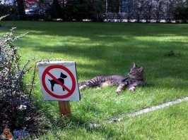 Смешные картинки кошек(22 фото)