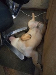 Эти малыши готовы дрыхнуть в любое время и в любом месте