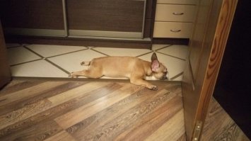 Эти малыши готовы дрыхнуть в любое время и в любом месте