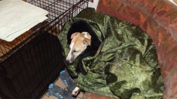 Мой бандит 4.5 года назад:)