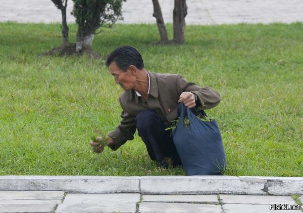 Да кроликам он траву собирает, я в детстве тоже с похожей сумкой траву кроликам собирал.

А в институте никто на картошку не ездил?

Вот ведь ужасы то какие в Северной Корее.