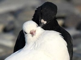 А голубей-то и люблю