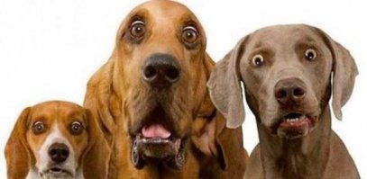 Нанятые утки в Южной Африке идут на виноградник есть улиток