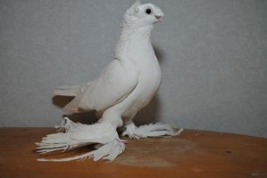 Я голубей держал все детство.