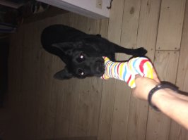 Да иду я, иду! Пародия на "Следуй за мной" по-русски и не только