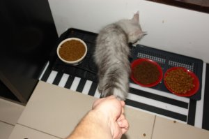 Я тоже поддался моде...