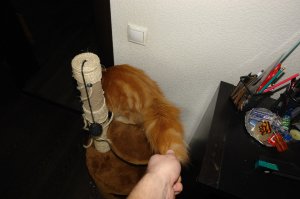 Я тоже поддался моде...