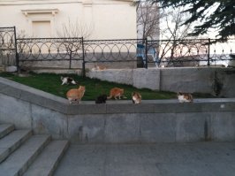 в Севастополе на Графской пристани тоже живет "семейство" голодающих котов, штук 10 точно
