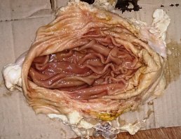 А чё, фата из желудка свиньи (п.2) оригинально, оригинально!