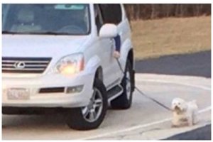 Видел такую тему в живую. Только собачка была дог английский или какой то там еще не разбираюсь, размером с собаку баскервилей. Авто был ЗИЛ 53, из окна торчала волосатая ручища, на кулак-кувалду намотана веревка-поводок метров 10 длиной. Мужик выгуливал свою собачку.