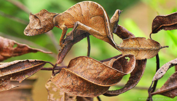 Когда животные — боги маскировки