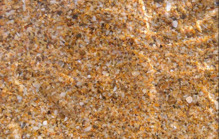 Когда животные — боги маскировки