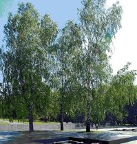 Как же без них?
Три берёзки.
Я их видел, когда они были чуть выше меня.
Тогда они меня впечатлили даже больше, чем сам мемориал.