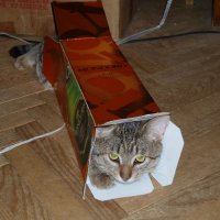 Девушка построила для кошки потрясающий домик-иглу из картона и вот как она это сделала