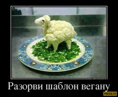 О веганах