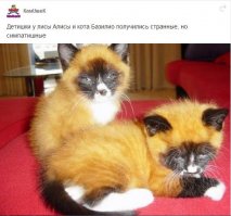 Смешные комментарии и высказывания из социальных сетей