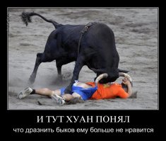 Дразнил быка, думая что в безопасности