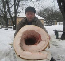 Ни в коем случае не покупайте куриные грудки, если на них есть такие отметины! Это опасно, вот почему