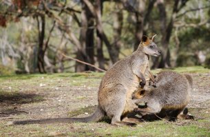Австралийка выхаживает новорождённого кенгурёнка