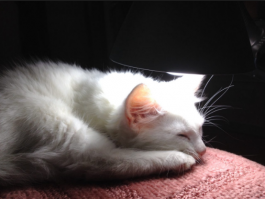 а вот и кот.