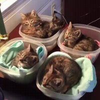 Теперь понятно, кому обеды приготовили?