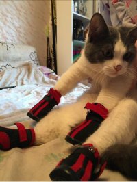 Котэ в сапогах. Home edition.:)
