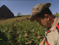 Самый лучший сигарный лектор это он.