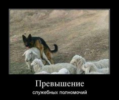 Служебная собака догнала и "наказала" нарушителя 